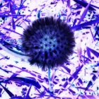 Macro photograph of dandelion seed head with fiber-optic-like effect in purple hue