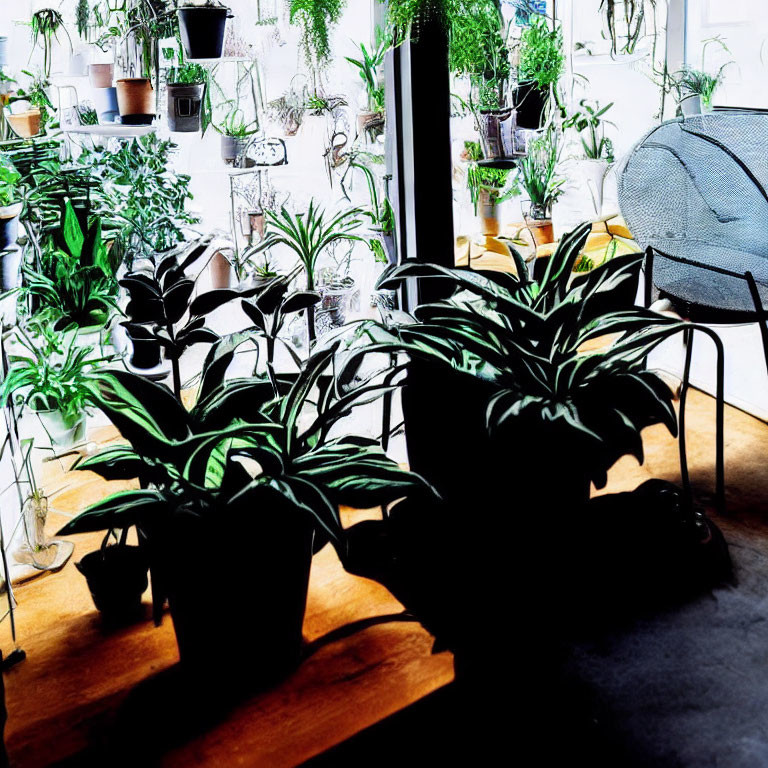 Tranquil indoor space with lush houseplants by sunny window