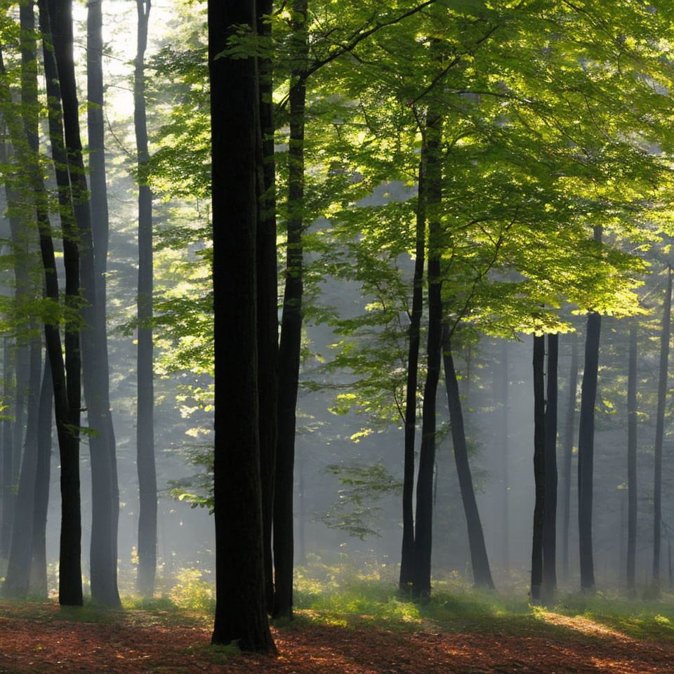 Verdant forest with sunlight filtering through tall trees