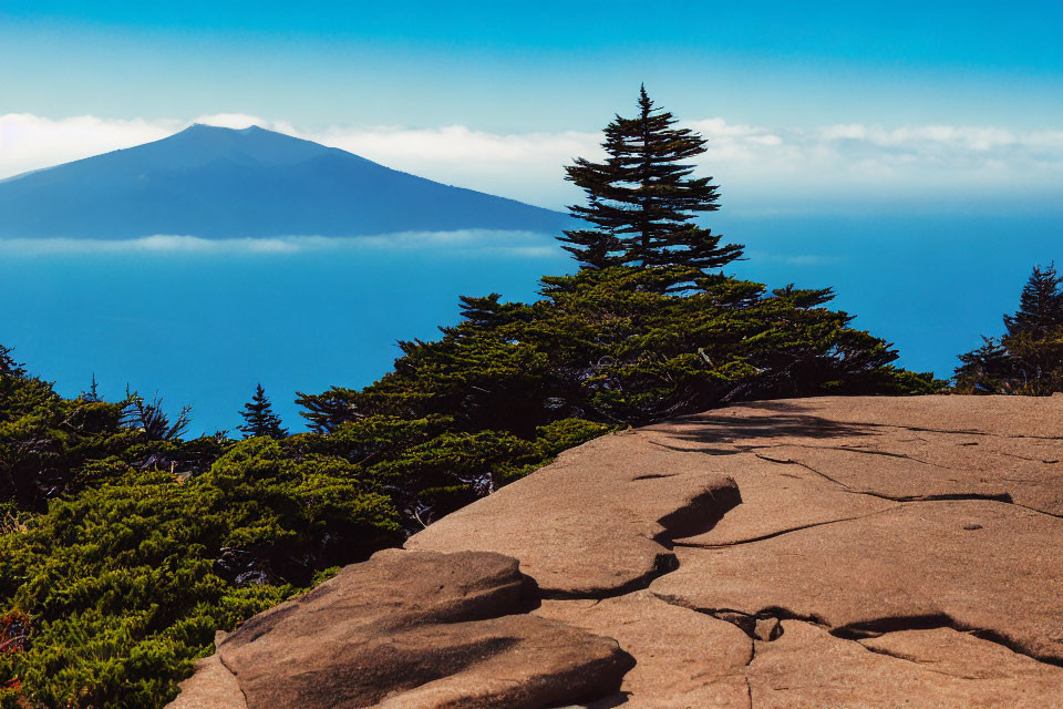 Mt. Tam View