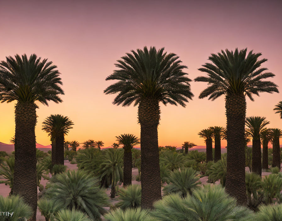 Silhouetted palm trees at sunset in a tranquil desert landscape