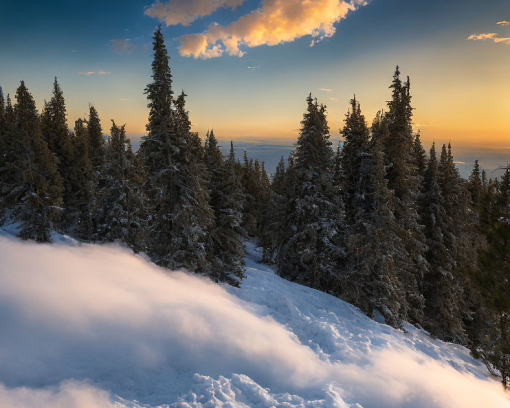 Winter landscape with snow-covered slope and coniferous trees at sunset.