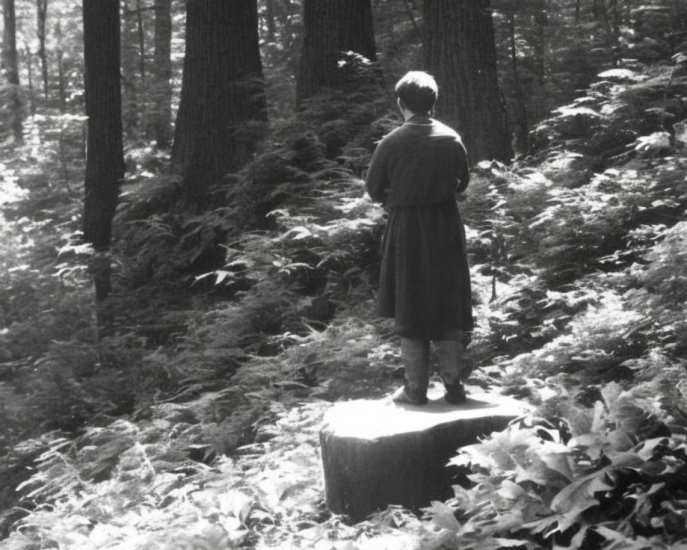 Person standing on tree stump in serene forest with tall trees and lush ferns