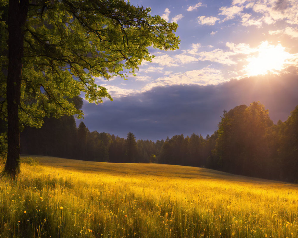 Scenic sunrise over blooming field with trees' silhouettes