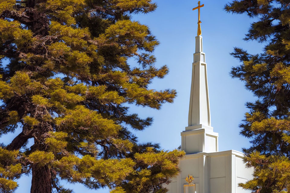 White Church Spire with Cross Among Pine Branches in Blue Sky