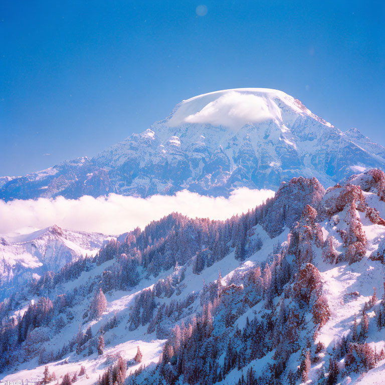 Snow-covered mountain peak above clouds with alpine slopes and pine trees against blue sky