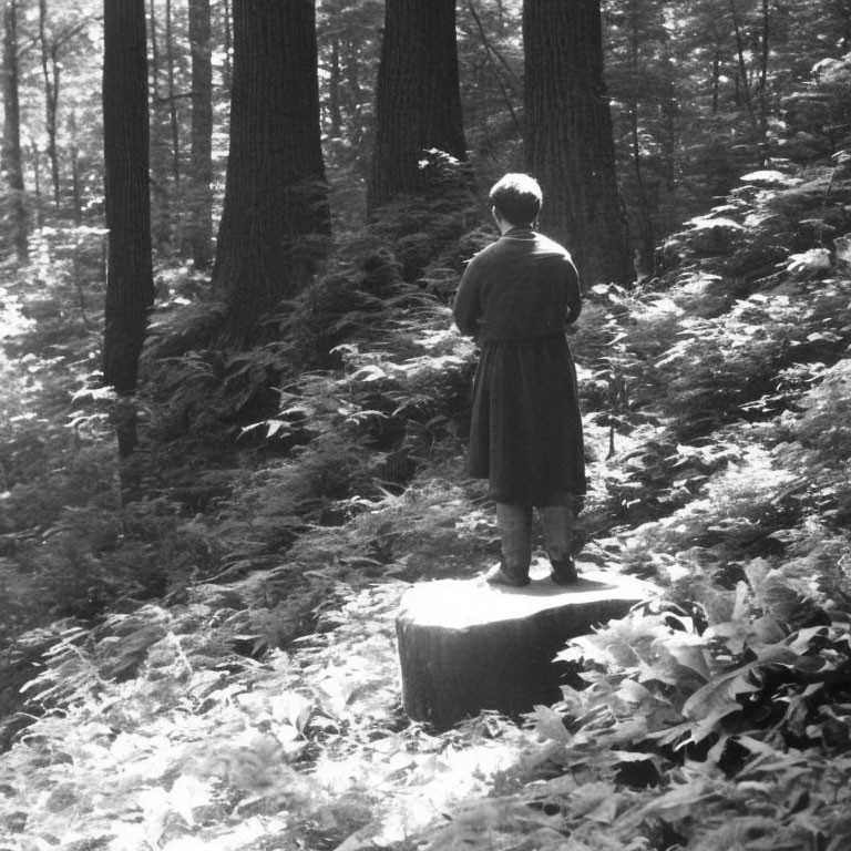 Person standing on tree stump in serene forest with tall trees and lush ferns