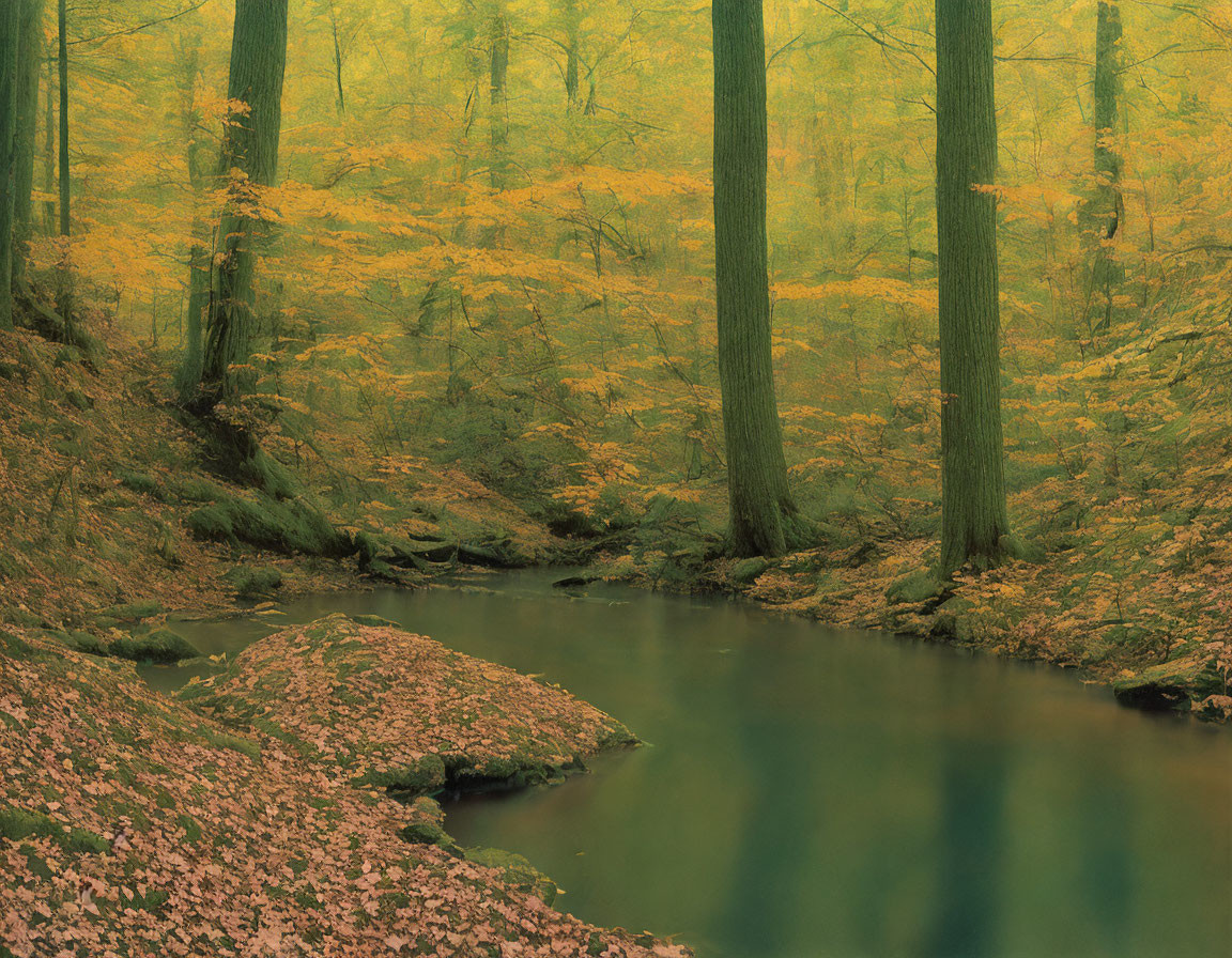 Tranquil Autumn Forest with Golden Leaves and Stream