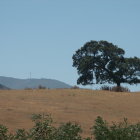 Tranquil landscape painting with tree in foreground