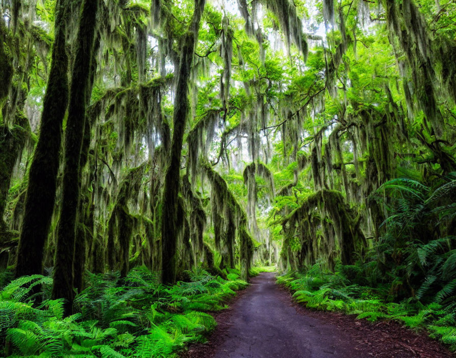 Enchanting Forest Path with Hanging Moss