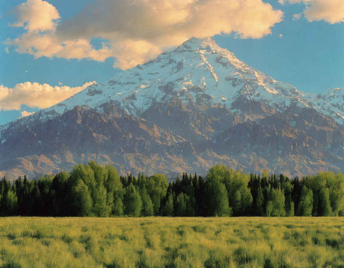 Snow-capped mountain overlooking dense forest and golden grass under clear sky