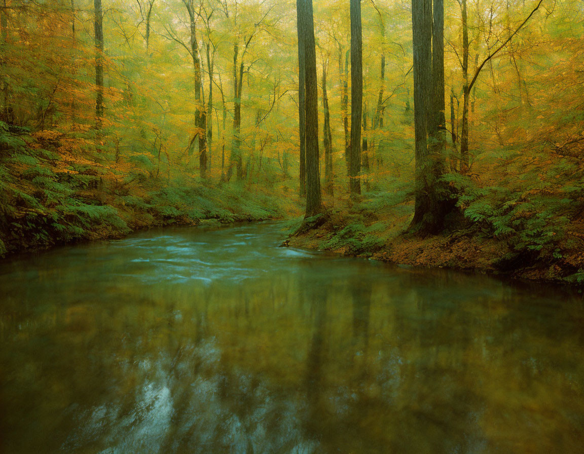 Tranquil Forest Stream Surrounded by Autumn Trees