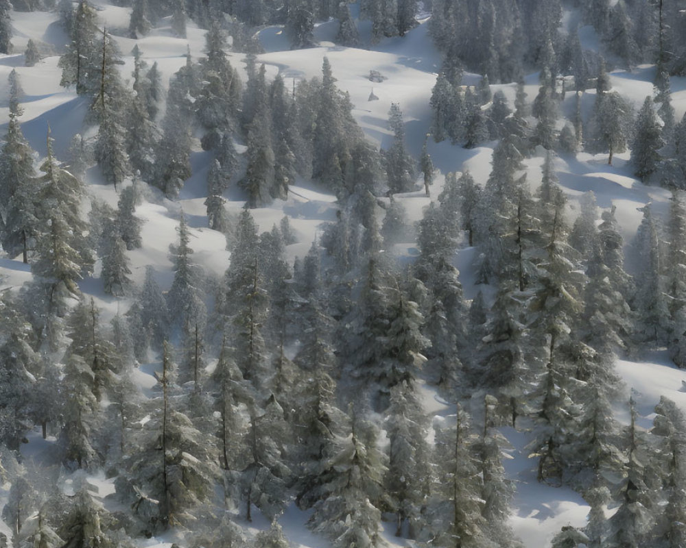 Tranquil Snowy Landscape with Evergreen Trees