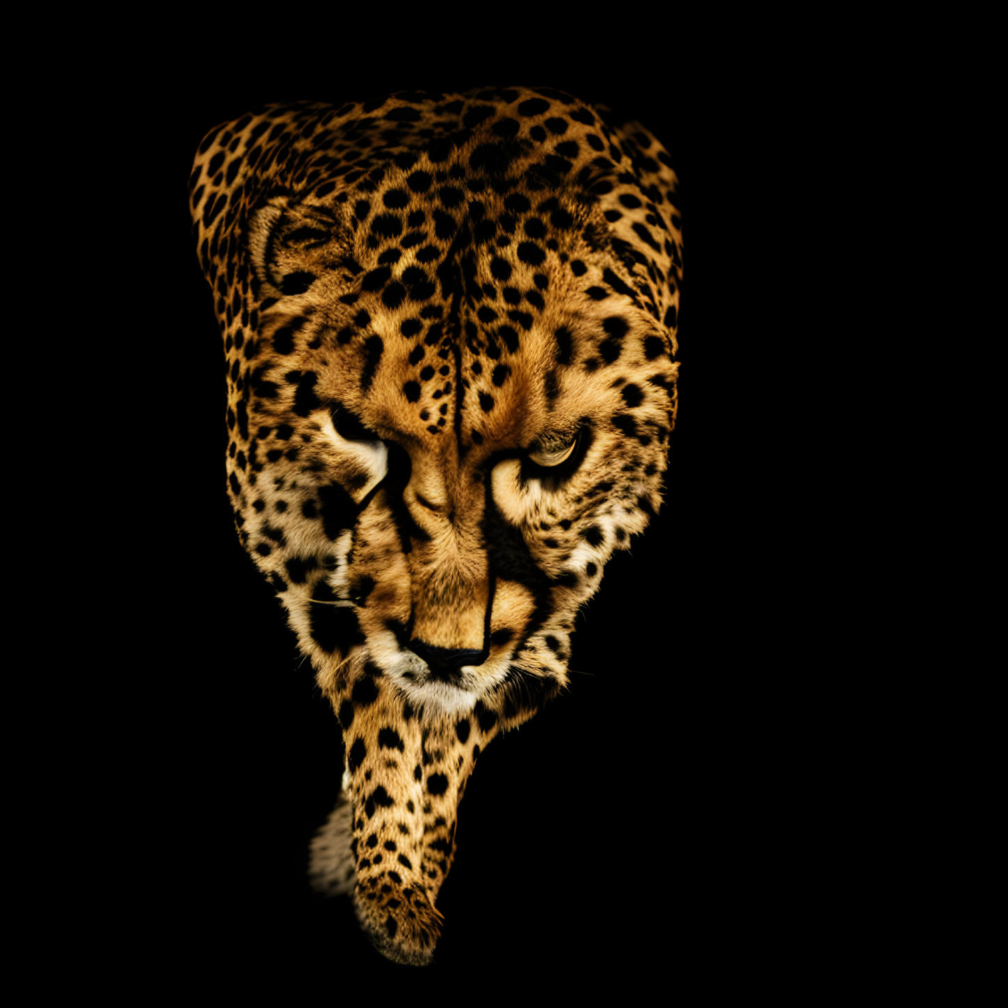 Close-up of intense-eyed jaguar on black background, showcasing golden fur and distinctive spots.