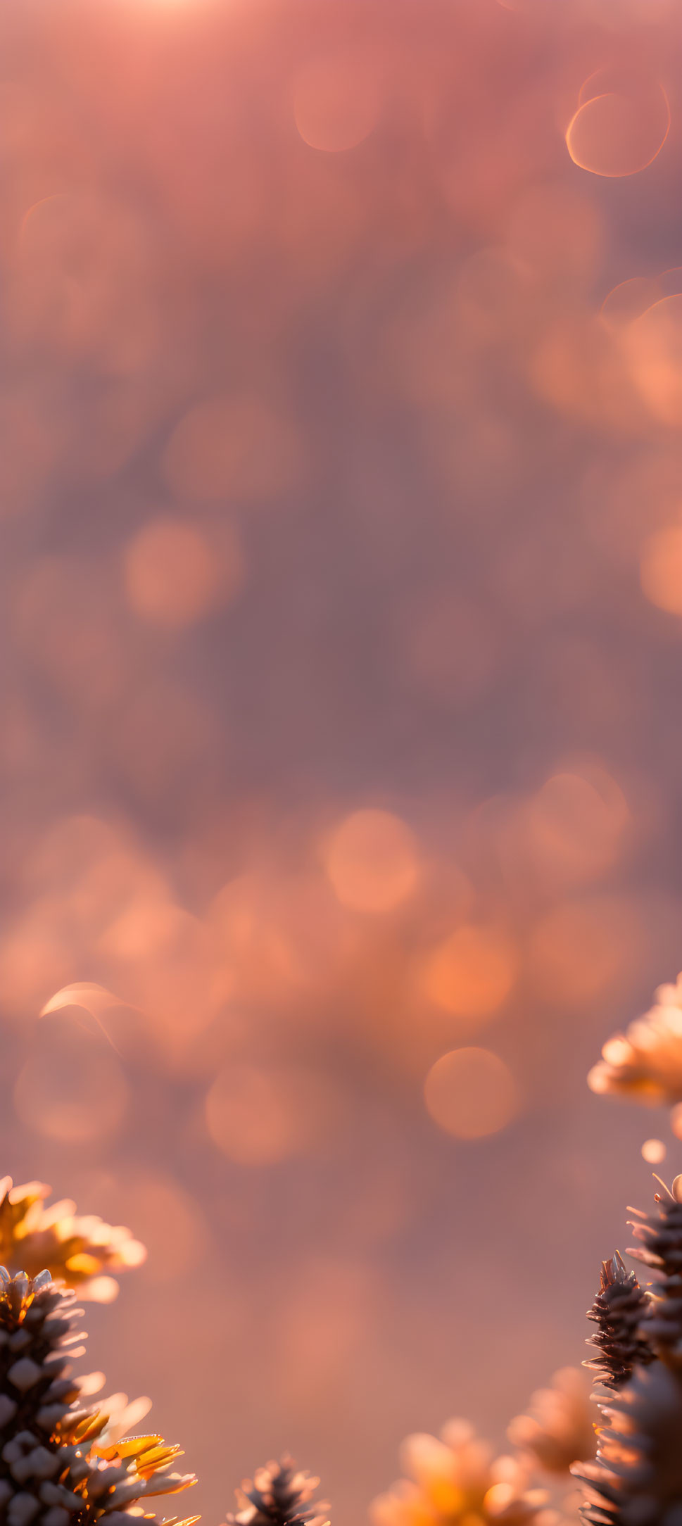 Blurred Warm-Toned Sunset Background with Pine Cones