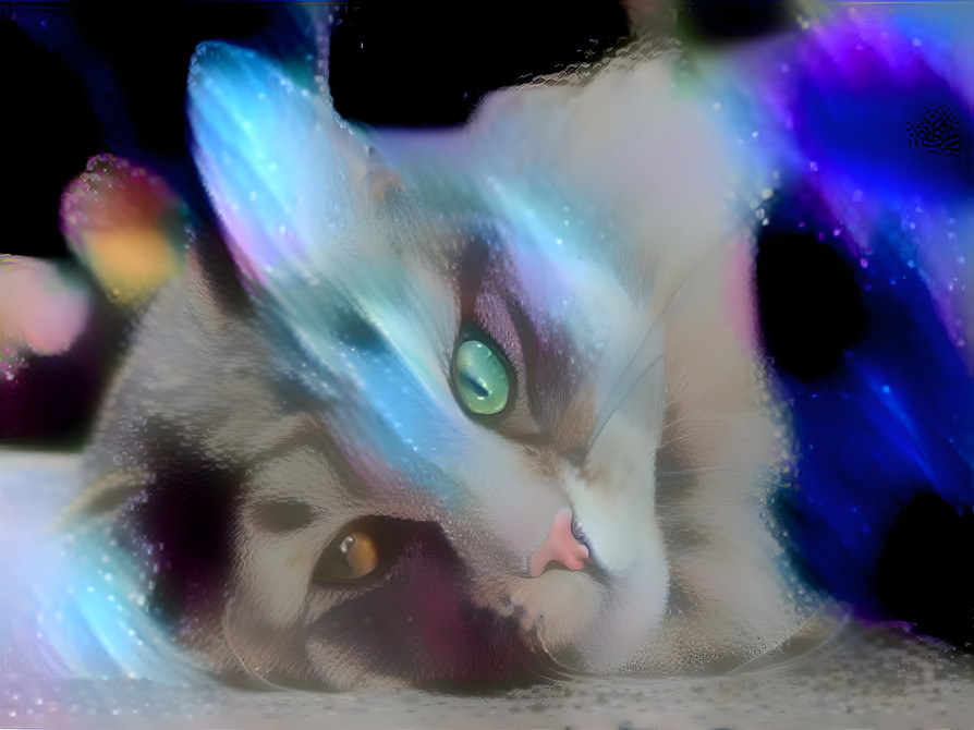 Space cat