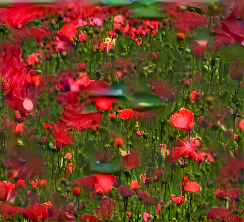 Deep Field Poppy Flower