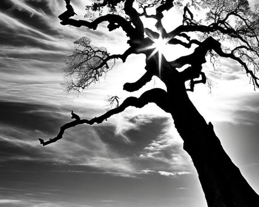 Solitary gnarled tree with sunburst through branches in monochrome.