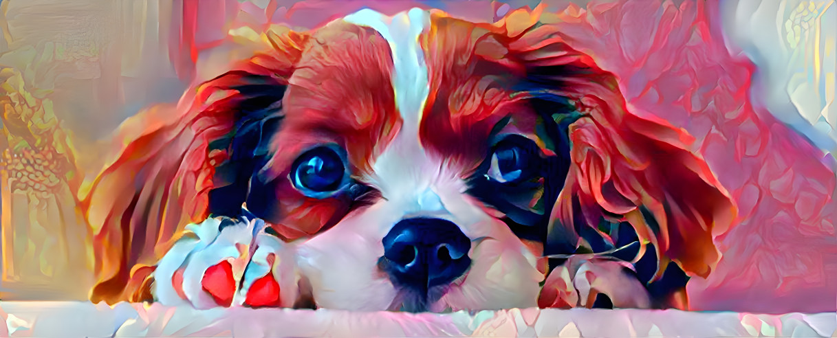 Cavalier King Charles Spaniel