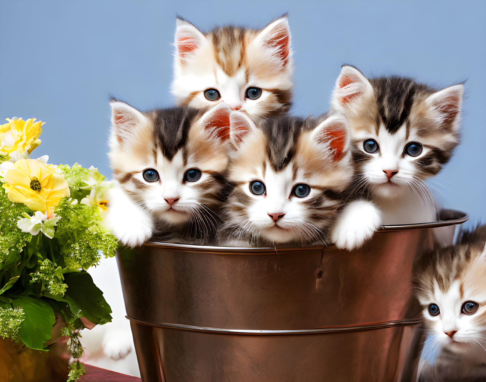 Blue-eyed fluffy kittens peeking from container near yellow flowers.