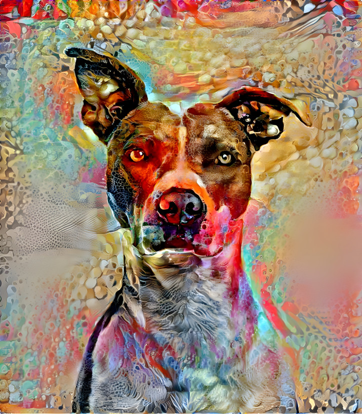 dog