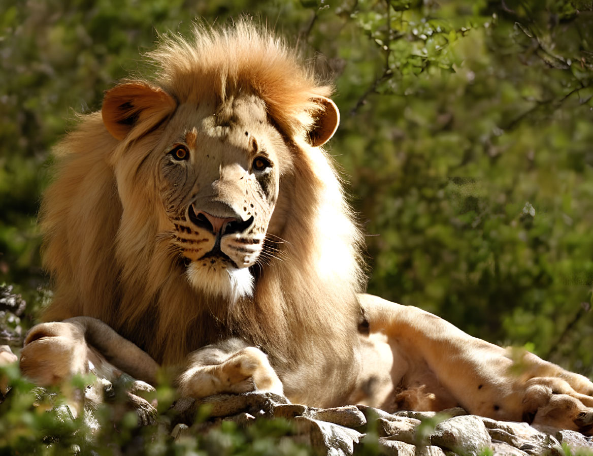 Majestic lion with full mane resting among rocks and foliage