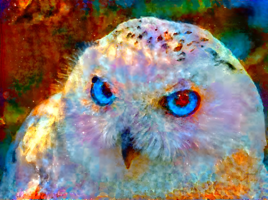 owl