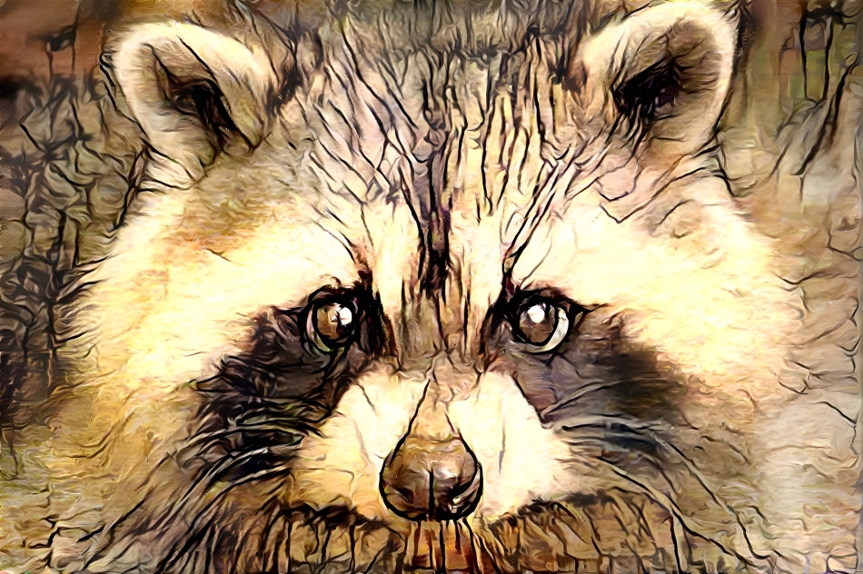 racoon