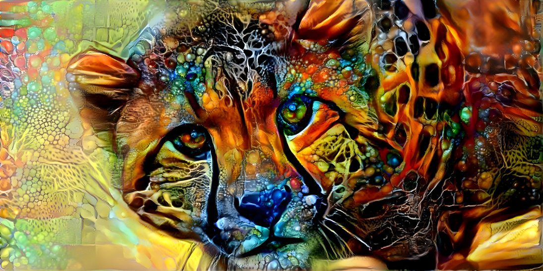 cheetah