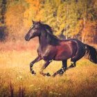 Person riding galloping horse in colorful field at sunset