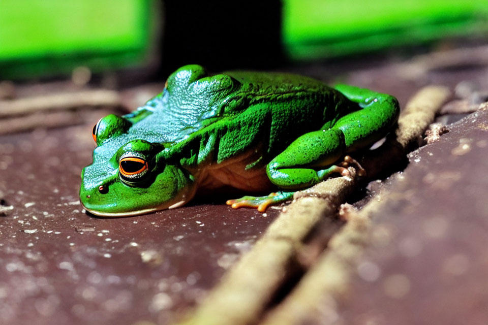 Colorful Green Frog with Orange Feet on Wooden Surface