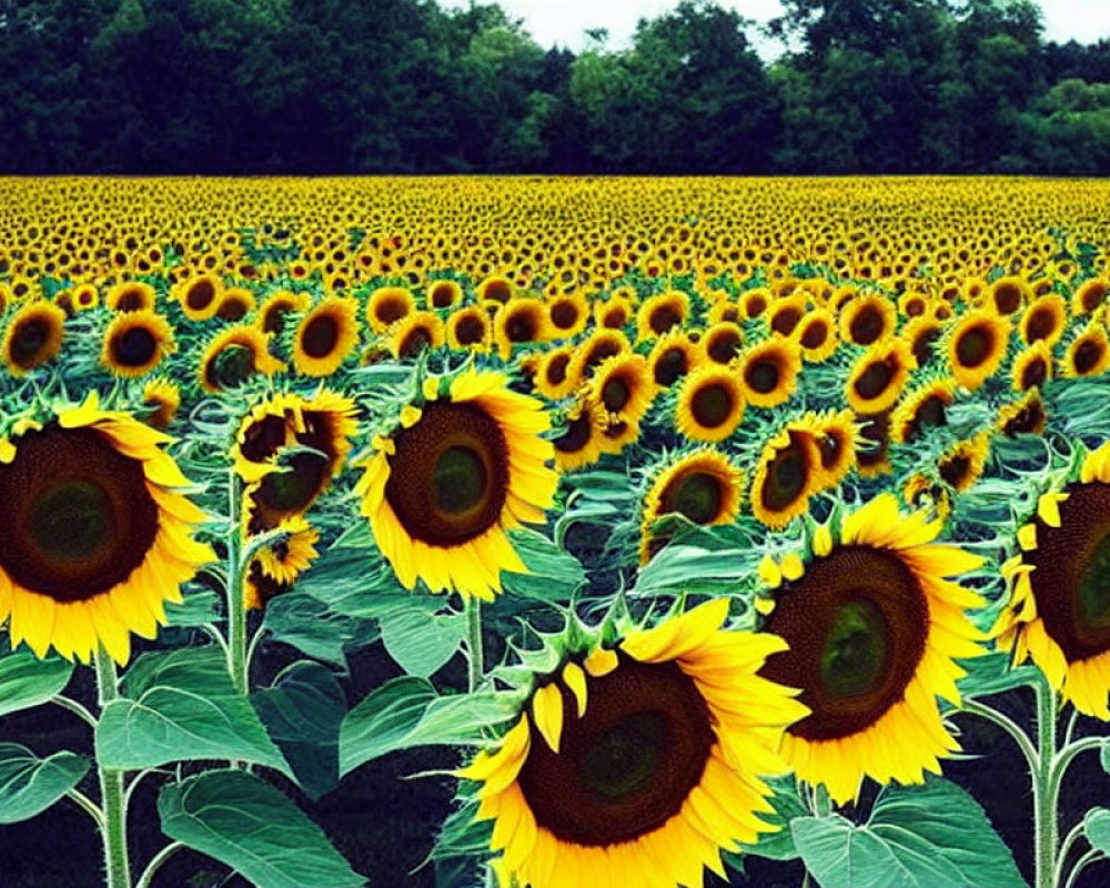 Lush sunflower field under cloudy sky