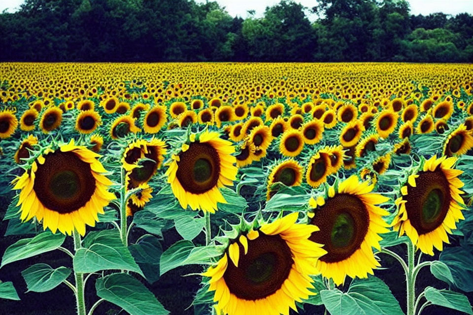 Lush sunflower field under cloudy sky