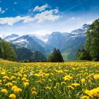 Scenic landscape with yellow flowers, green trees, and snow-capped mountains