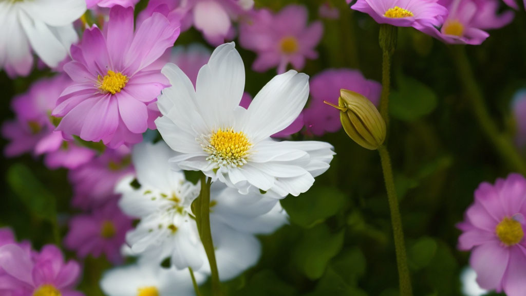 Vibrant pink and white cosmos flowers in full bloom