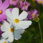 Vibrant pink and white cosmos flowers in full bloom