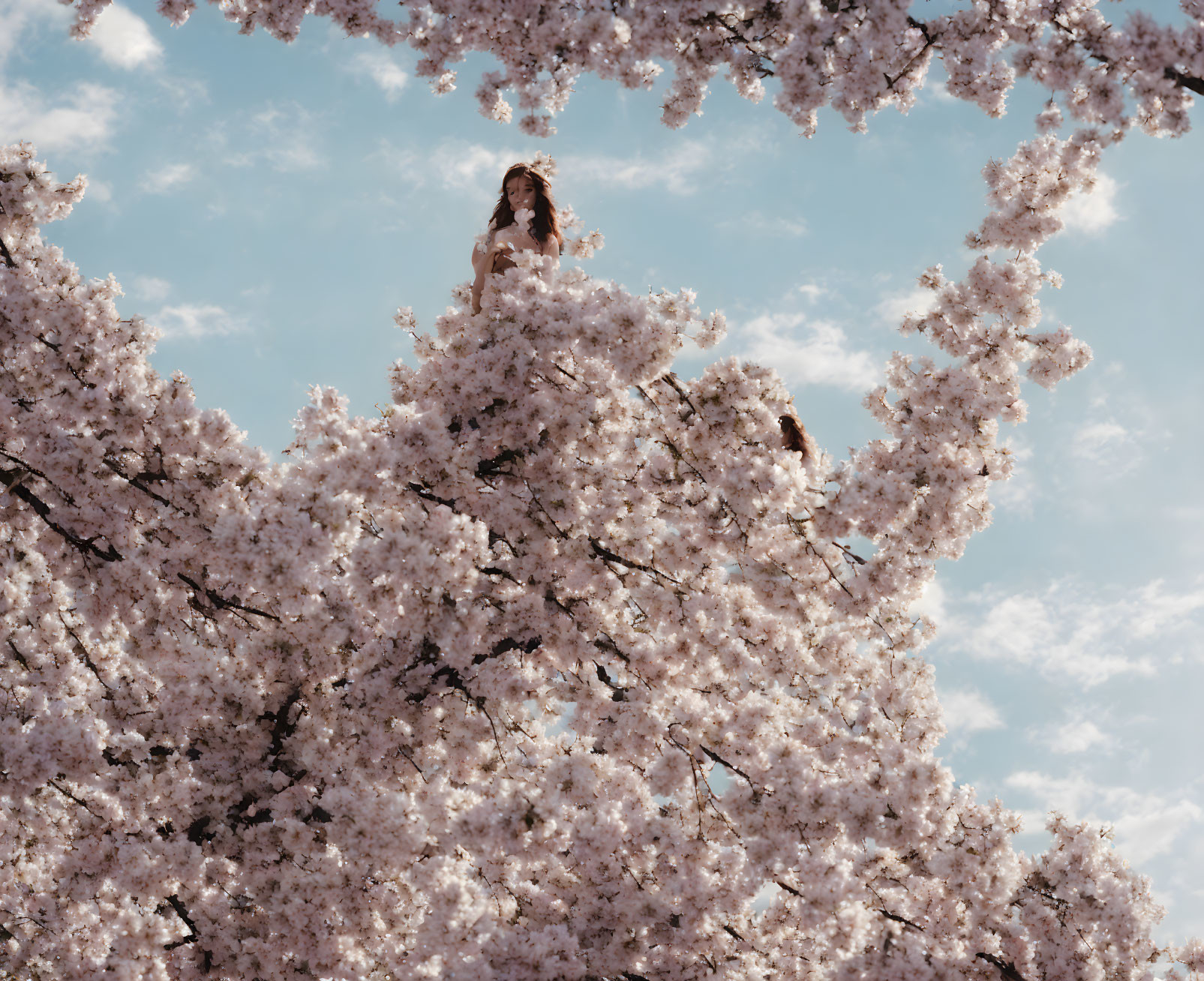 Partially Visible Person Among Cherry Blossom Branches Under Blue Sky