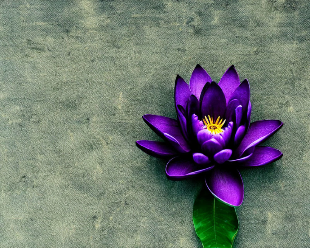 Purple Lotus Flower on Textured Grey Background with Copy Space