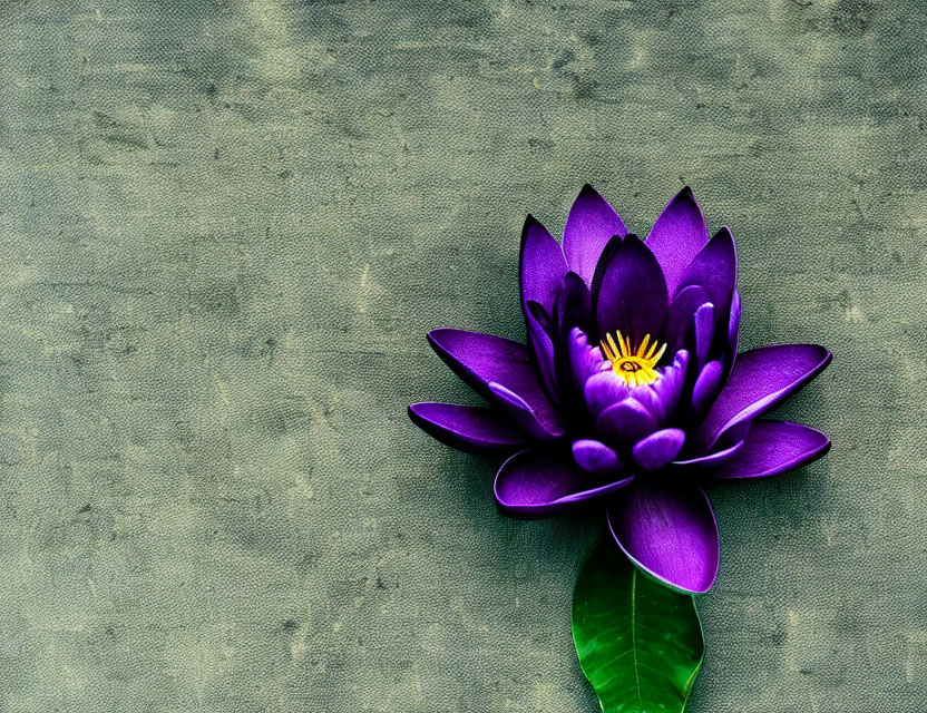 Purple Lotus Flower on Textured Grey Background with Copy Space