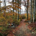 Tranquil forest path with autumn sunlight and foliage