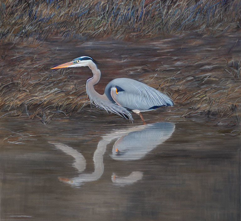 Great Blue Heron by Water with Reflection and Dry Reeds Background