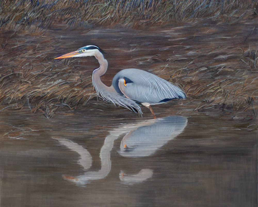 Great Blue Heron by Water with Reflection and Dry Reeds Background