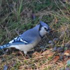 Vibrant illustration of blue jay on abstract, colorful background