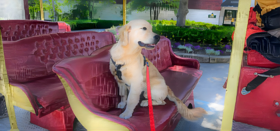 Golden retriever riding carriage 