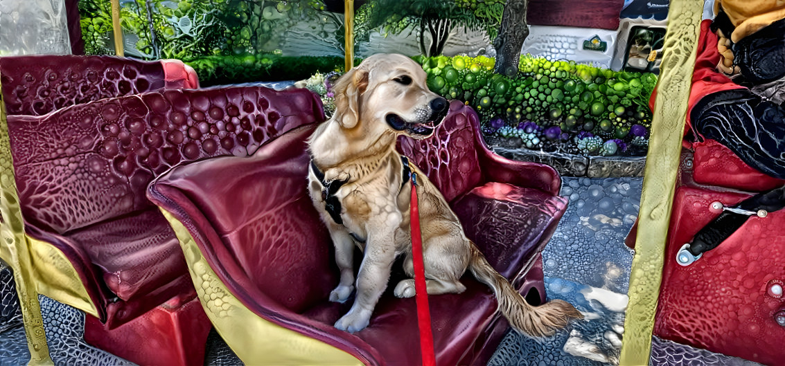 Golden retriever in a carriage 