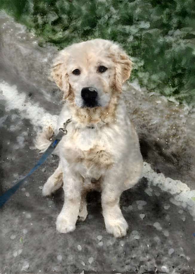 Golden retriever in the spring with a petal on his