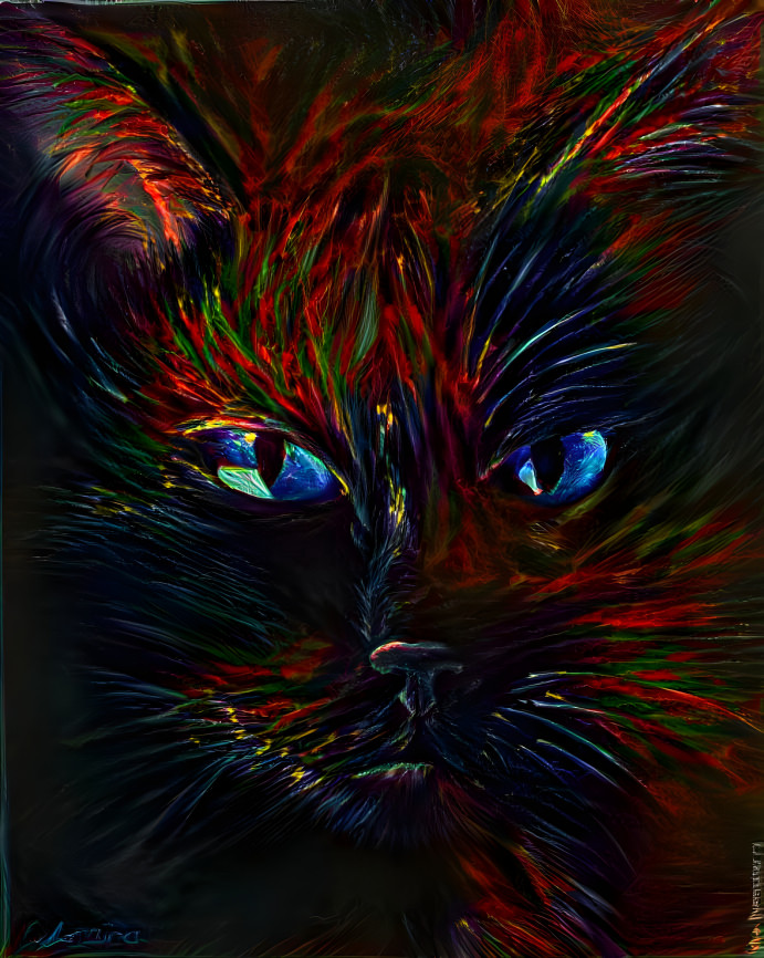 Black cat