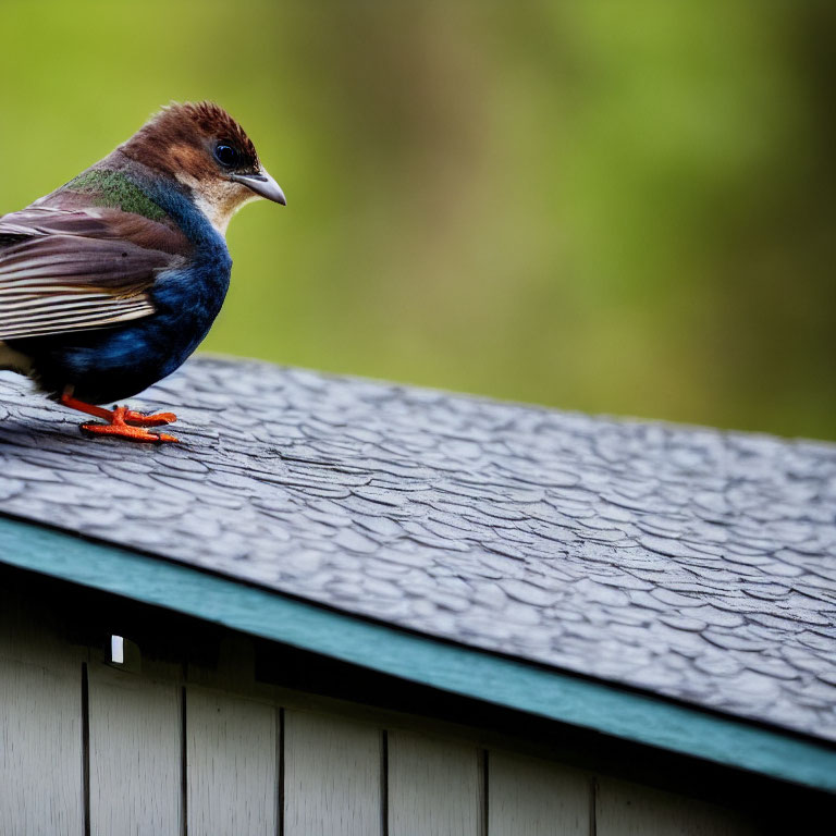 Vibrant blue and orange bird on gray rooftop with blurred green backdrop