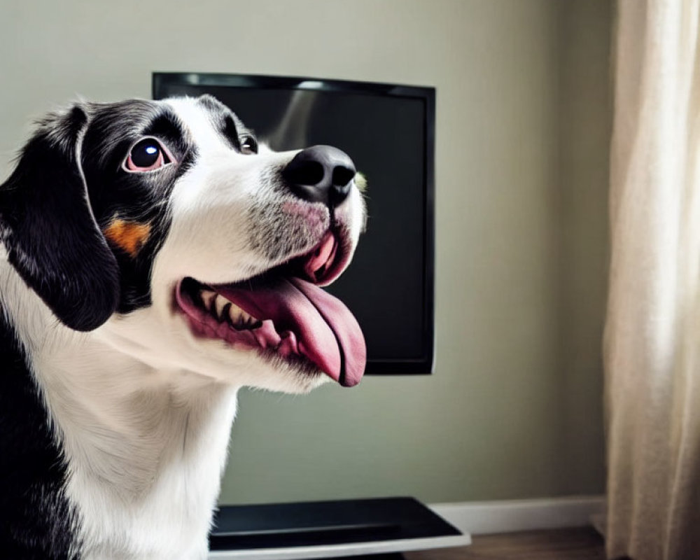 Black and white dog with long tongue in room with TV and curtain