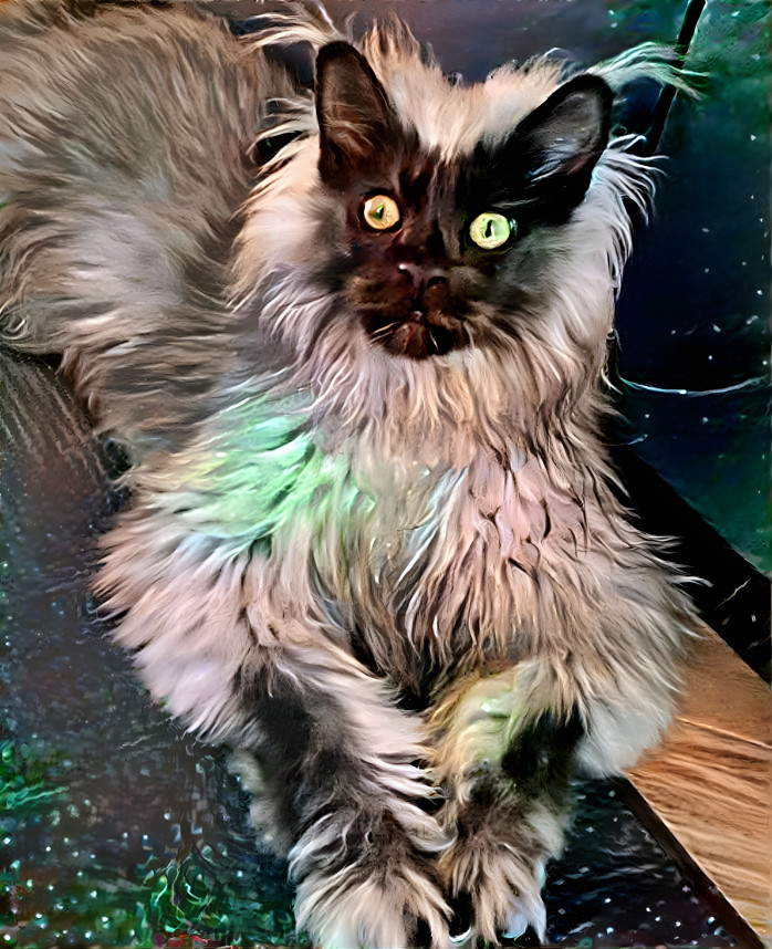 Rag Doll Main Coon Cat 